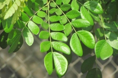 Leaves-of-Rain-Tree