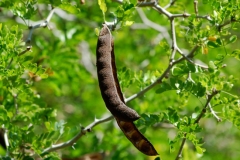 Mature-fruits-of-Rain-Tree