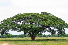 Rain-Tree