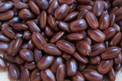 Seeds-of-Rain-Tree