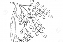 Sketch-of-Rain-Tree