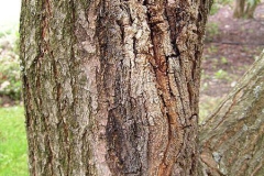 Trunk-of-Rain-Tree