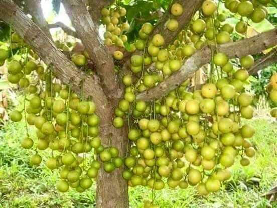 Rambai-fruit-on-the-tree