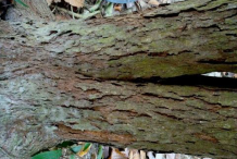 Bark-of-Rambai