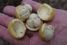 Half-cut-Rambai-fruit