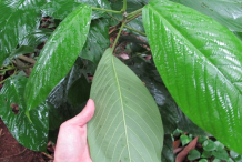 Leaves-of-Rambai