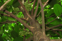 Rambai-Plant