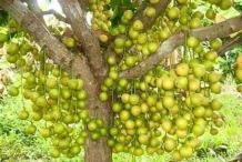 Rambai-fruit-on-the-tree