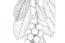 Sketch-of-Rambai