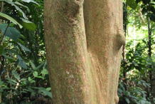 Trunk-of-Rambai
