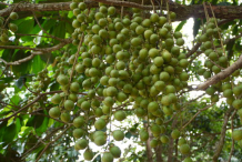 Unripe-Fruit-on-the-tree