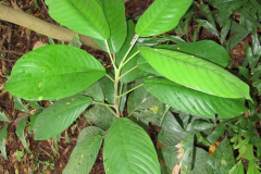 Small--Rambai-Plant