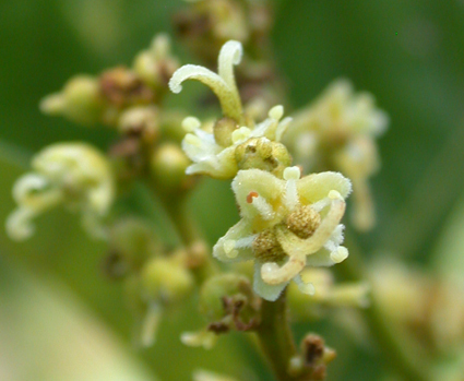 Close-up-flower-of-Rambutan