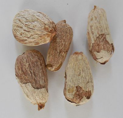 Seeds-of-Rambutan