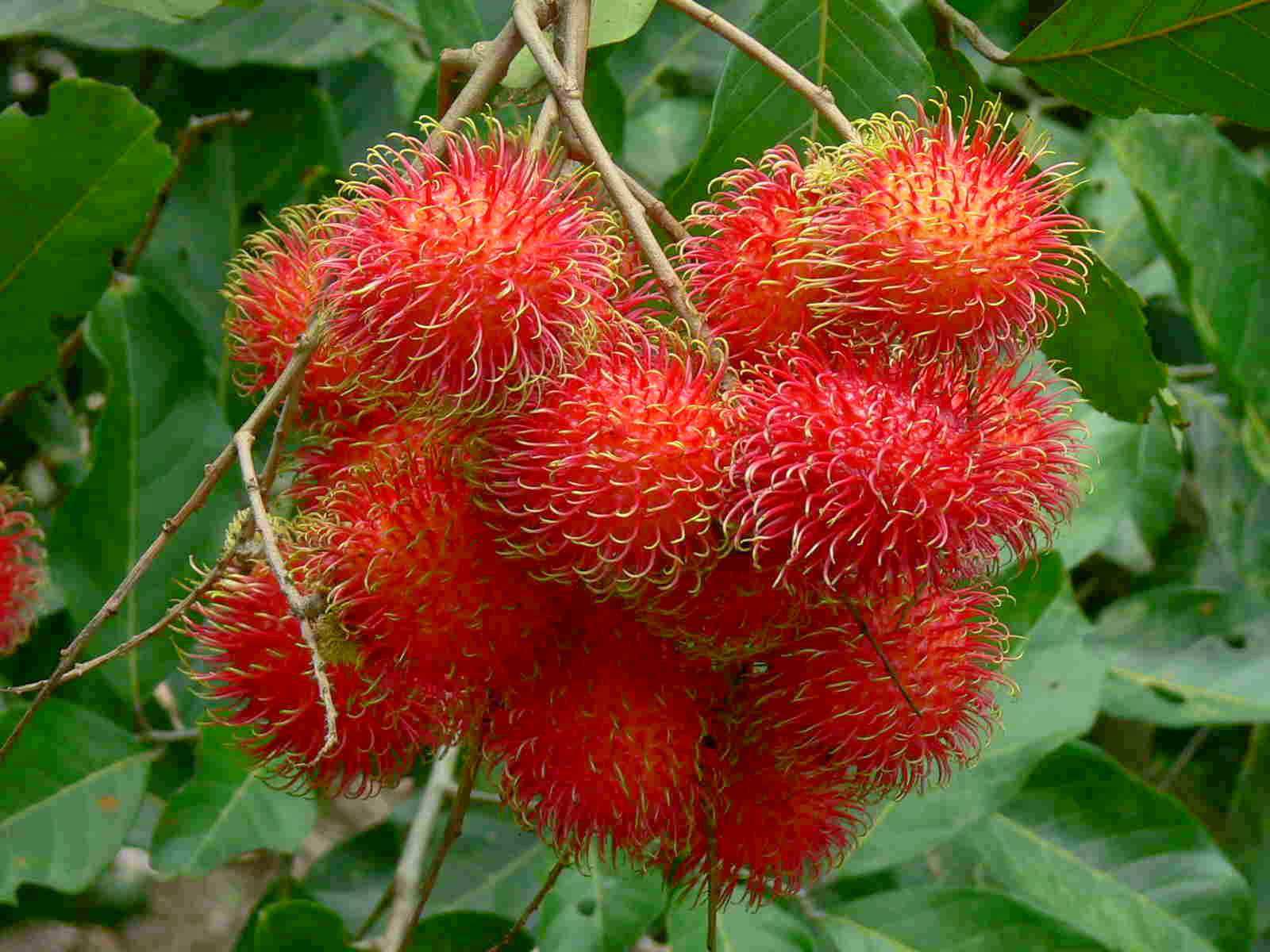 Was Ist Eine Rambutan Eine Rambutan Essen 10 Schritte mit Bildern Was Ist Eine Rambutan Eine Rambutan Essen 10 Schritte mit Bildern