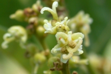 Close-up-flower-of-Rambutan