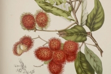 Illustration-of-Rambutan