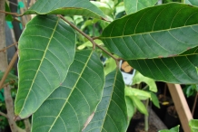 Leaves-of-Rambutan