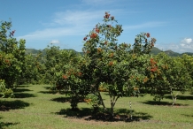Rambutan-farm