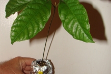 Rambutan-plant