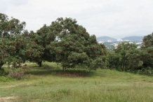 Rambutan-tree