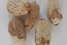 Seeds-of-Rambutan