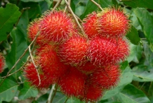 Unpeeled-Rambutan