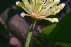 Flowering-buds-of-Ramp