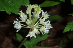 Flowers-of-Ramp
