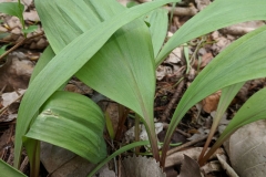 Leaves-of-Ramp-plant