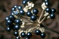 Mature-fruit-pods-of-Ramp