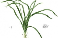 Plant-Illustration-of-Ramp