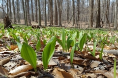 Ramp-growing-wild