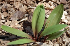 Ramp-plant