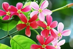 Flowers-of-Rangoon-creeper