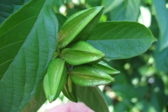Immature-Fruits-of-Rangoon-creeper