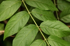 Leaves-of-Rangoon-creeper