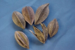 Mature-fruits-of-Rangoon-creeper
