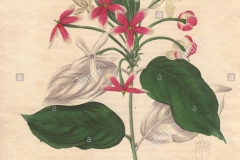 Plant-Illustration-of-Rangoon-creeper