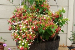 Rangoon-creeper-Plant-grown-on-pot