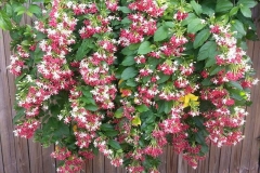 Rangoon-creeper-plant