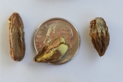 Seeds-of-Rangoon-creeper