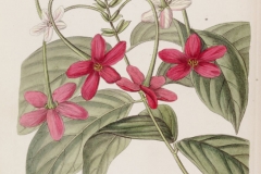 Sketch-of-Rangoon-creeper