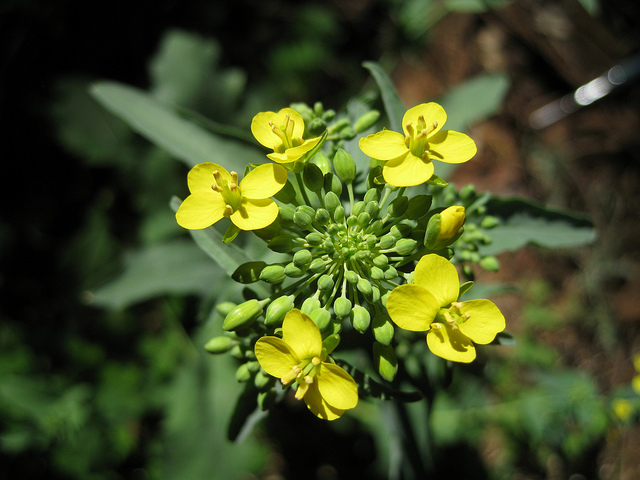 Close-up-flower-of-Rapini