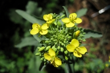 Close-up-flower-of-Rapini