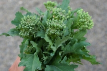 Flower-bud-of-Rapini