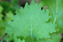 Leaves-of-Rapini