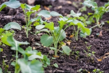 Rapini-seedlings