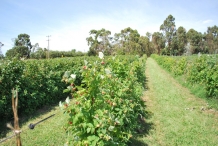 Raspberries-farm