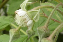 Raspberries-flower-buds
